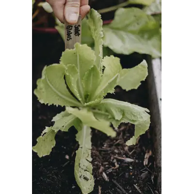 Frø romanosalat Globus   , bilde 2