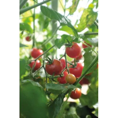 Frø busktomat Baby Boomer, bilde 2