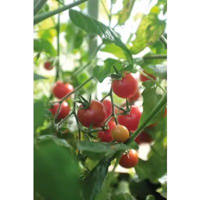 Frø busktomat Baby Boomer, bilde 2