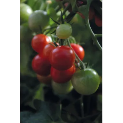 Frø busktomat Baby Boomer, bilde 3