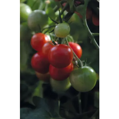Frø busktomat Baby Boomer, bilde 3