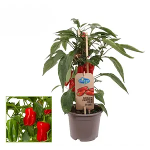 Paprika Snack Red Pepper