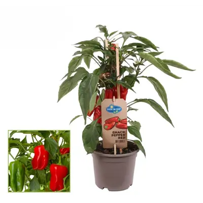 Paprika Snack Red Pepper