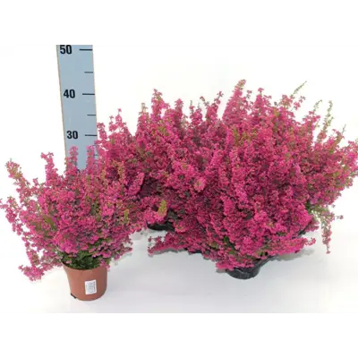 Erica Gracilis