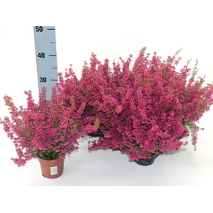 Erica Gracilis
