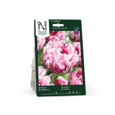 Høstløk tulipan Dazzling Desire