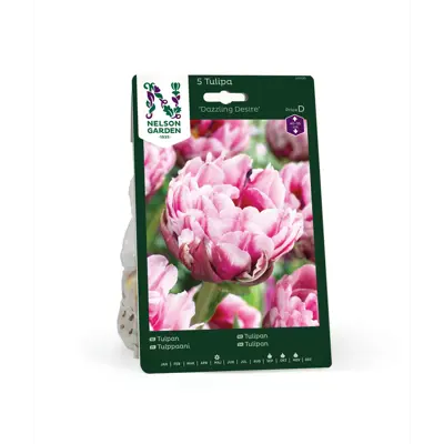 Høstløk tulipan Dazzling Desire