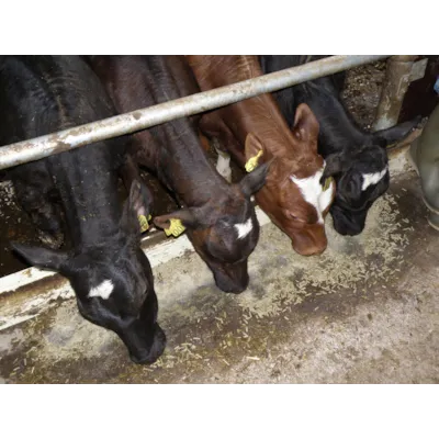 Drøv Start, bilde 2