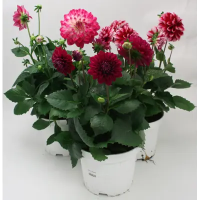 Georgine Dahlia, bilde 2