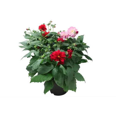 Georgine Dahlia, bilde 4