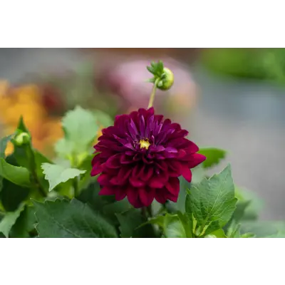 Georgine Dahlia, bilde 3