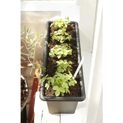 Balkongkasse Botanica 80 cm svart, bilde 2