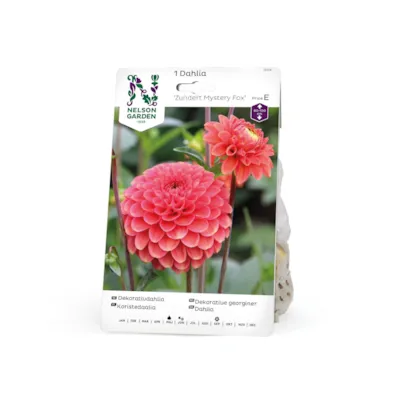 Vårløk dekorative georginer Zundert Mystery Fox