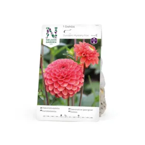 Vårløk dekorative georginer Zundert Mystery Fox