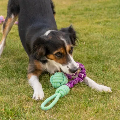 Hundeleke tau med strikk, bilde 2