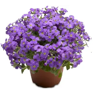 Aubrieta