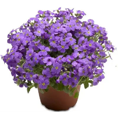 Aubrieta