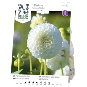 Vårløk pompon-georgine Glow