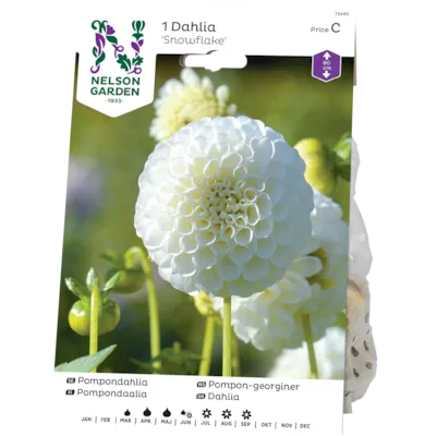 Vårløk pompon-georgine Glow