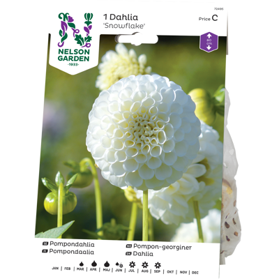 Vårløk pompon-georgine Glow