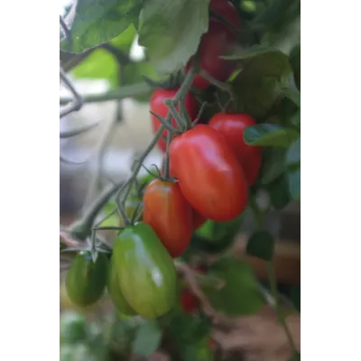 Frø cocktailtomat høy Ravello, bilde 4