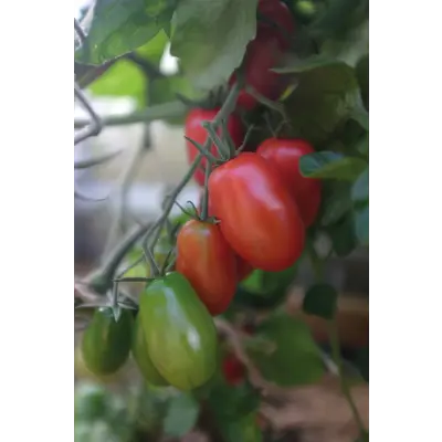 Frø cocktailtomat høy Ravello, bilde 4