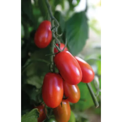 Frø cocktailtomat høy Ravello, bilde 3