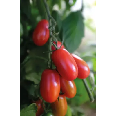 Frø cocktailtomat høy Ravello, bilde 3