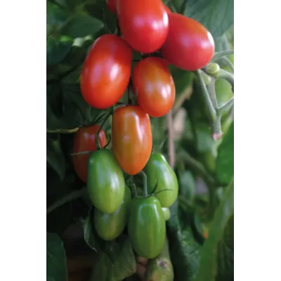 Frø cocktailtomat høy Ravello, bilde 2