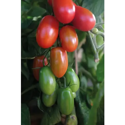 Frø cocktailtomat høy Ravello, bilde 2