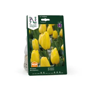 Høstløk tulipan gul