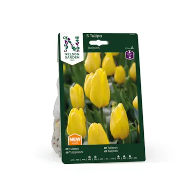 Høstløk tulipan gul