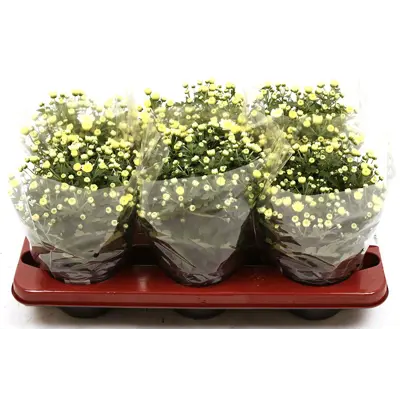 Hagekrysantemum, bilde 2