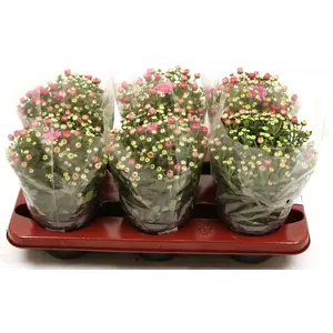 Hagekrysantemum