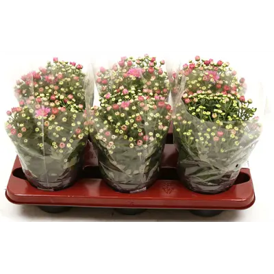 Hagekrysantemum
