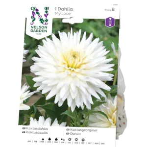 Vårløk kaktusgeorgine My Love