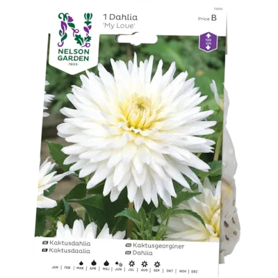 Vårløk kaktusgeorgine My Love