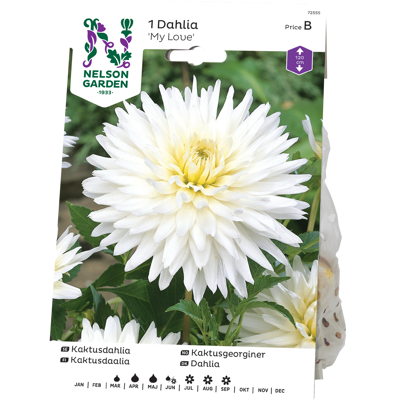 Vårløk kaktusgeorgine My Love