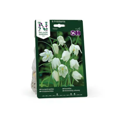 Høstløk rutelilje Alba