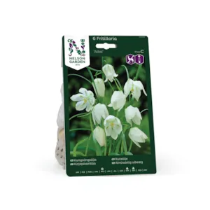 Høstløk rutelilje Alba