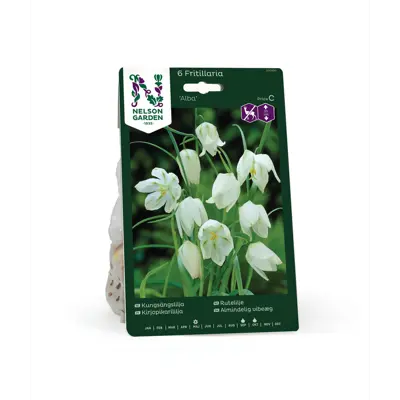 Høstløk rutelilje Alba