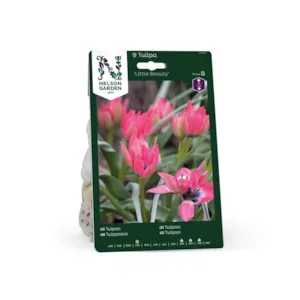 Høstløk tulipan Little Beauty