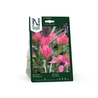 Høstløk tulipan Little Beauty