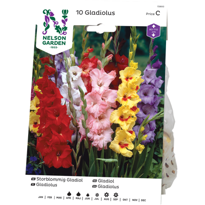 Vårløk gladiol