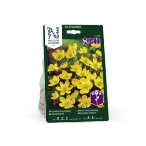 Høstløk storvinterblomst