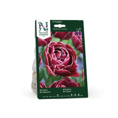 Høstløk tulipan Dream Touch