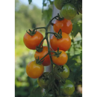 Frø cherrytomat høy Merrygold, bilde 3