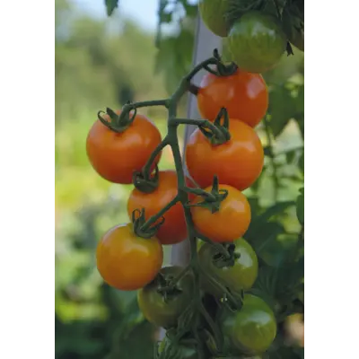Frø cherrytomat høy Merrygold, bilde 3