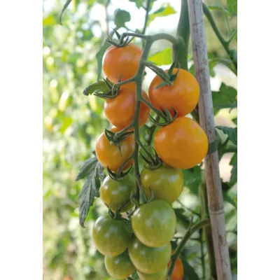 Frø cherrytomat høy Merrygold, bilde 2