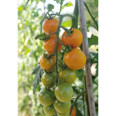 Frø cherrytomat høy Merrygold, bilde 2